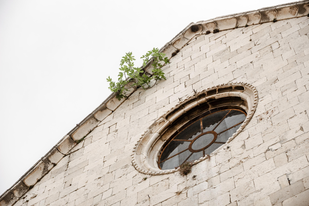 Ne da se smokva s vrha crkve sv. Frane u Šibeniku: Rezali su je, ali opet se vratila