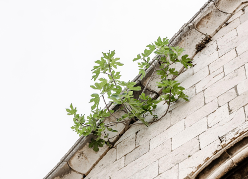 Fotografija 4 - Ne da se smokva s vrha crkve sv. Frane u Šibeniku: Rezali su je, ali opet se vratila