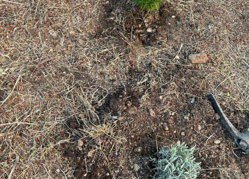 Fotografija 3 - Učenici Ekonomske škole ispred glavnog ulaza posadili sadnice ljekovitog grmlja