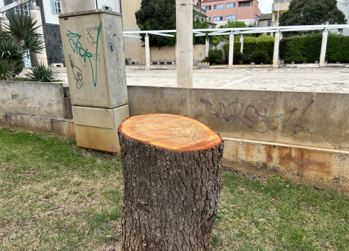 Fotografija 3 - Stablo ispred Gradske uprave kapituliralo pred pilom: 'Počelo se sušiti pa smo uklonili zbog sigurnosti'