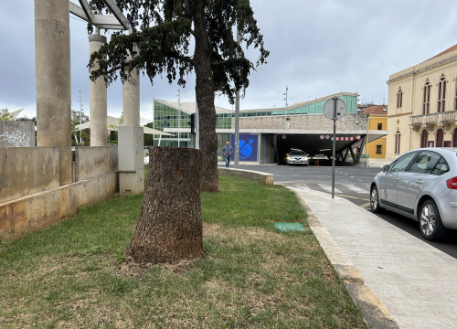 Fotografija 6 - Stablo ispred Gradske uprave kapituliralo pred pilom: 'Počelo se sušiti pa smo uklonili zbog sigurnosti'