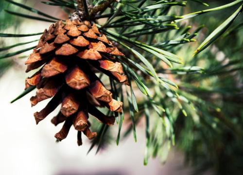 Eterično ulje bora: Koristi se kod anksioznosti i disanja, a lako ga možete napraviti kod kuće