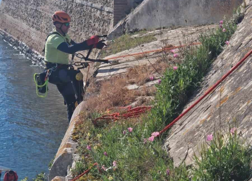 Fotografija 4 - Tvrđava sv. Nikole se priprema za sezonu: Njene zidine očišćene od raslinja, trave...