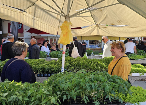 Želite li u vrtu posaditi rajčice, pazite da ne napravite ovu grešku