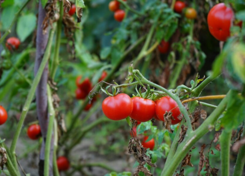 Ovih šest biljaka ni u ludilu ne sadite uz rajčice