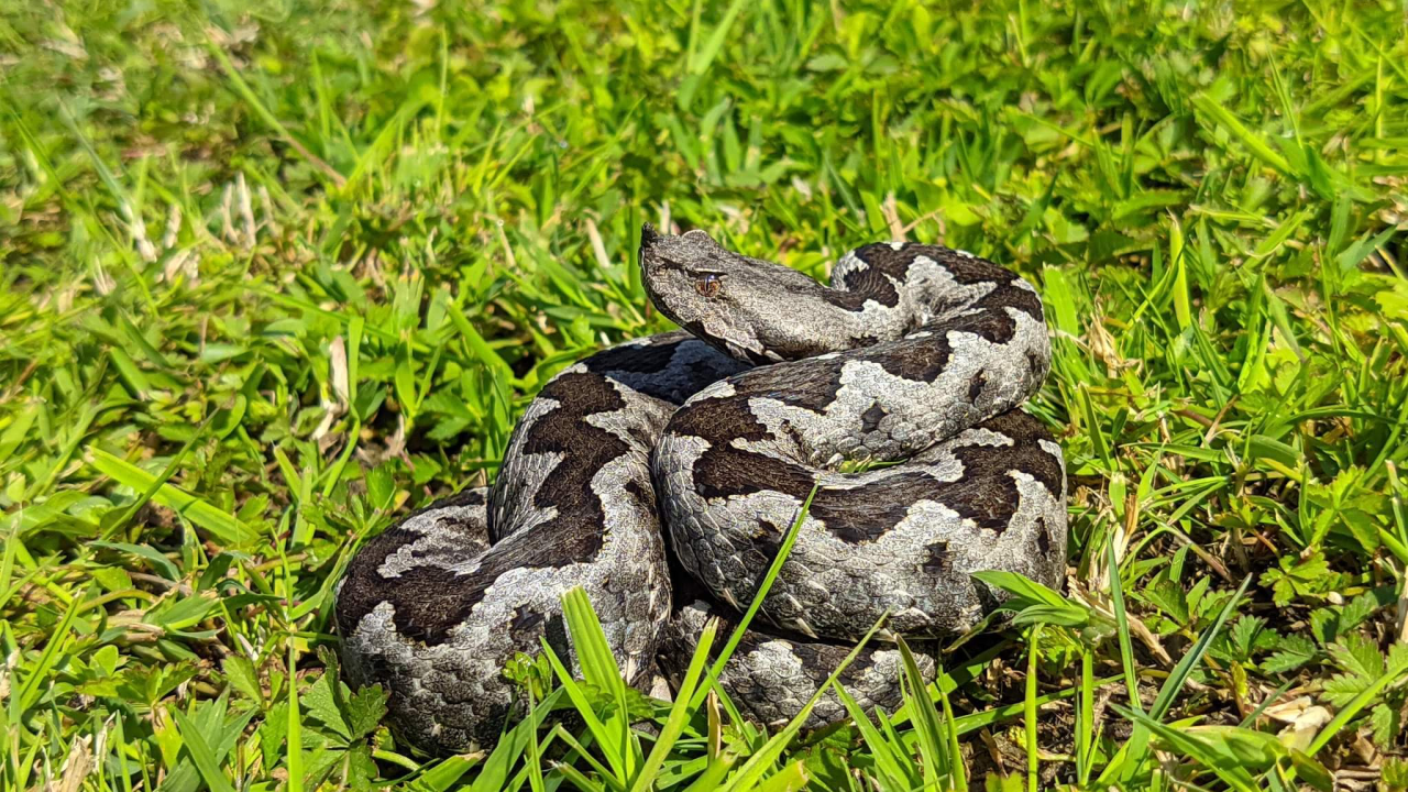 Ženu kod Vrgorca ugrizao poskok dok je čupala mladi luk