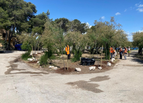 Zeleni grad na Jadriji posadio 25 stabala tamarisa