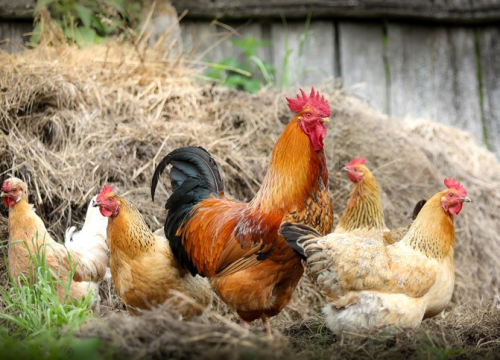 Pravilnik o tržišnim standardima za jaja upućen u e-savjetovanje