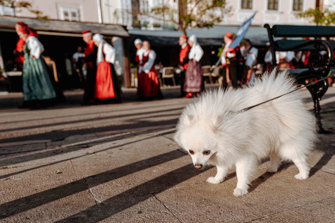 Šibenikom prošlo više od 300 članova kulturnih društava, nošnjama oduševili prolaznike