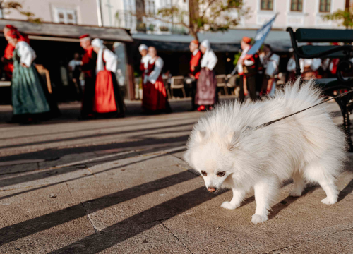 Fotografija 11 - Šibenikom prošlo više od 300 članova kulturnih društava, nošnjama oduševili prolaznike