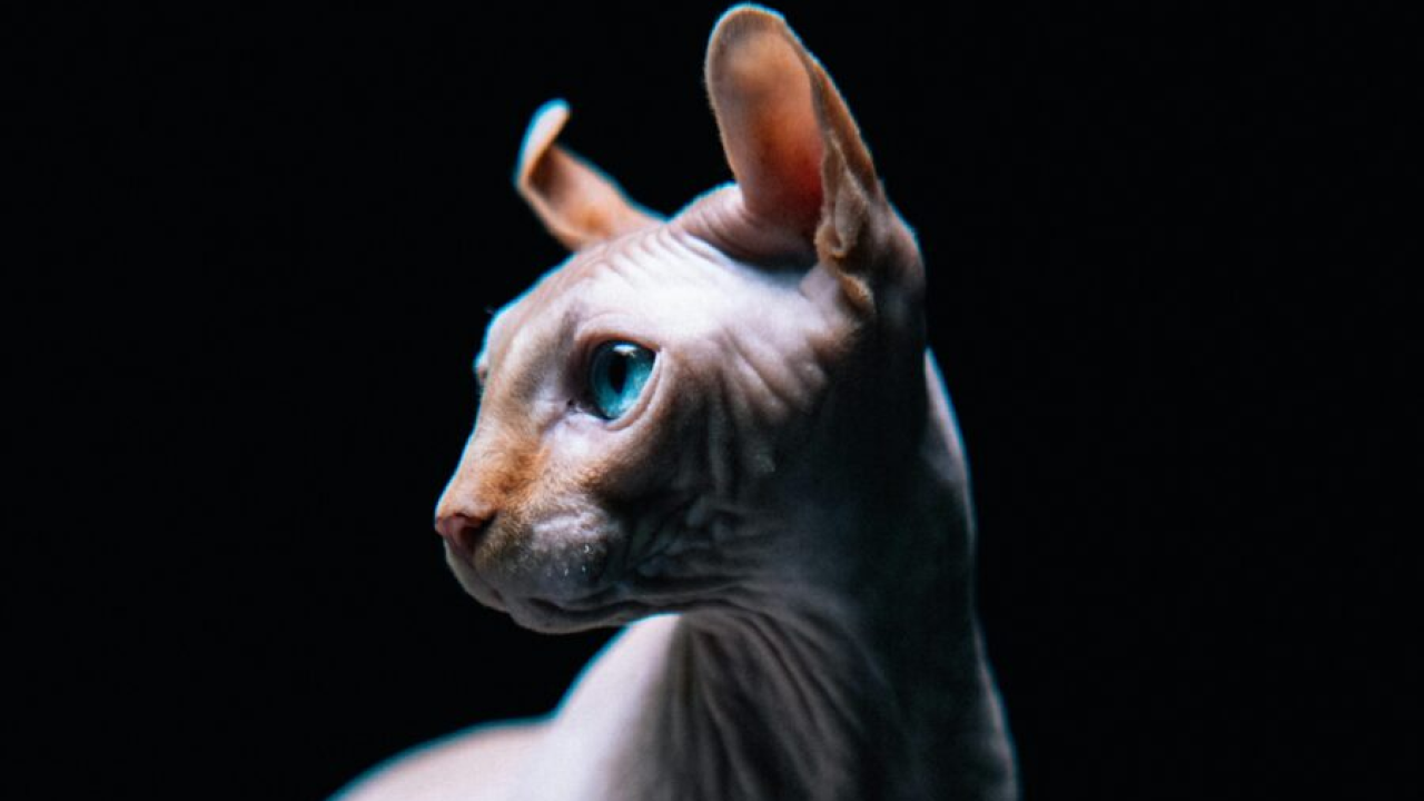 Ova pasmina mačaka živi najkraće