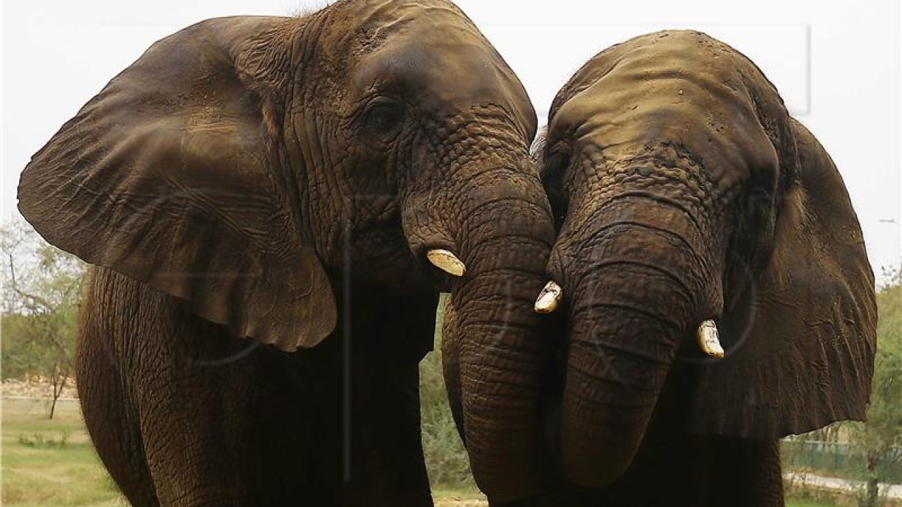 Za slonove, kao i za ljude, pozdravljanje je kompleksna stvar