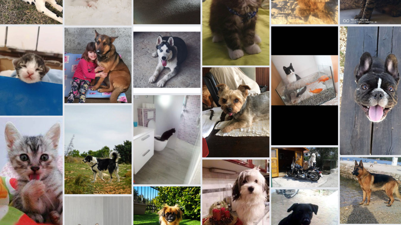 ŠibenikIN nagrađuje: Pošaljite nam fotografije svojih ljubimaca i osvojite vrijedne nagrade!