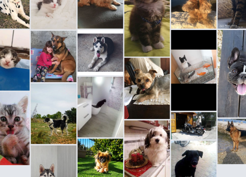 ŠibenikIN nagrađuje: Pošaljite nam fotografije svojih ljubimaca i osvojite vrijedne nagrade!