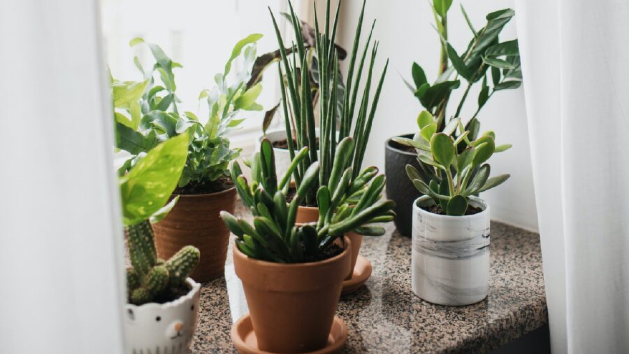 Česte greške koje ubijaju kućne biljke, evo što ih može spasiti