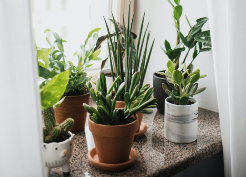 Česte greške koje ubijaju kućne biljke, evo što ih može spasiti