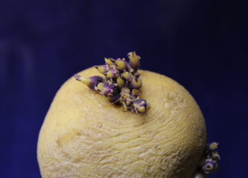 Trik uz koji vam krumpir neće proklijati