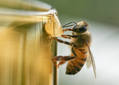 Danas je Svjetski dan pčela, bez njih ljudi bi preživjeli oko četiri godine