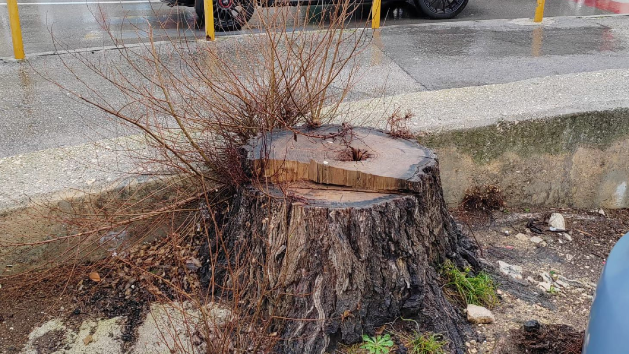 Izabran šibenski panj godine: 'Pobjednik je odlučen u (doslovno) mrtvoj trci'