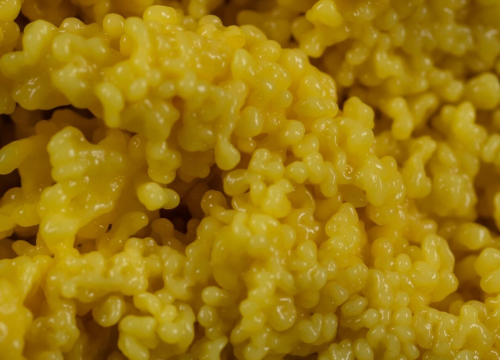 Zaboravljena žitarica čuva srce, jača kosti, a odlična je i za mršavljenje