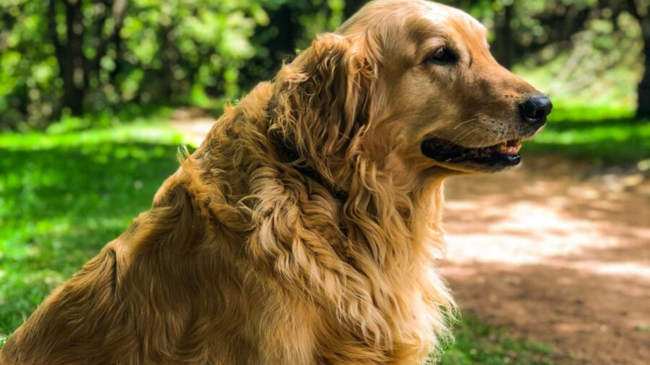 Veterinar otkrio kojih pet pasmina pasa bi htio imati za kućne ljubimce