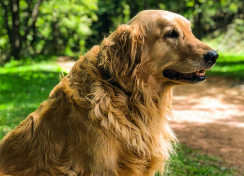 Veterinar otkrio kojih pet pasmina pasa bi htio imati za kućne ljubimce