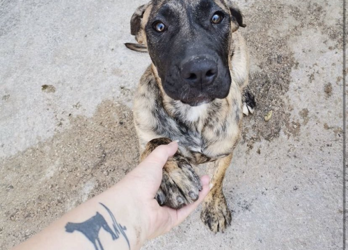 Fotografija 103 - Provjerite tko su naj ljubimci 2024. godine!