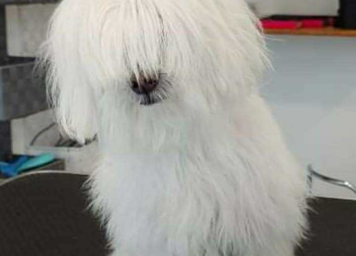 Fotografija 102 - Provjerite tko su naj ljubimci 2024. godine!