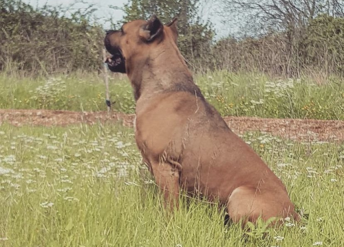 Fotografija 104 - Provjerite tko su naj ljubimci 2024. godine!