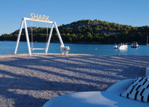 Fotografija 105 - Provjerite tko su naj ljubimci 2024. godine!