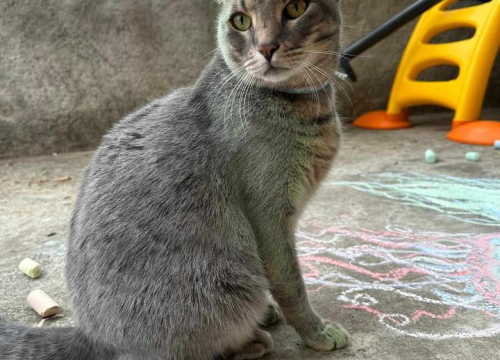 Fotografija 107 - Provjerite tko su naj ljubimci 2024. godine!