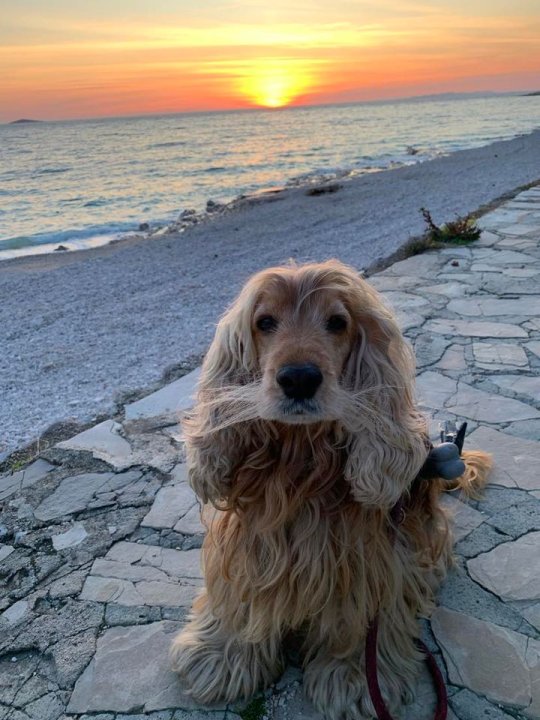 Provjerite tko su naj ljubimci 2024. godine!