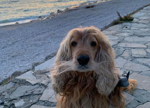 Fotografija 106 - Provjerite tko su naj ljubimci 2024. godine!