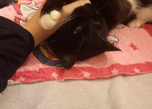 Fotografija 108 - Provjerite tko su naj ljubimci 2024. godine!