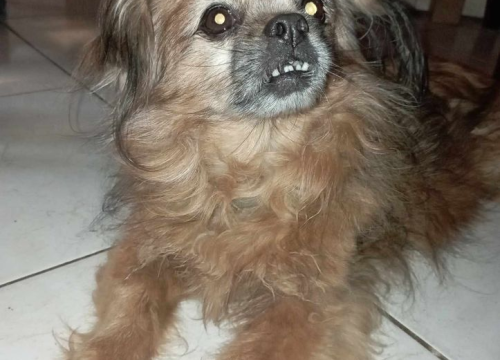 Fotografija 109 - Provjerite tko su naj ljubimci 2024. godine!