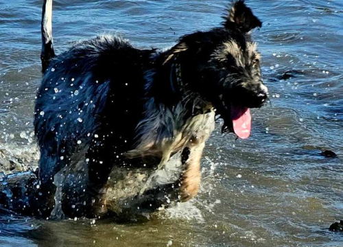 Fotografija 110 - Provjerite tko su naj ljubimci 2024. godine!