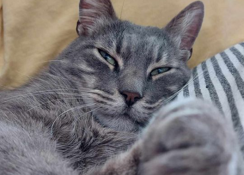 Fotografija 111 - Provjerite tko su naj ljubimci 2024. godine!