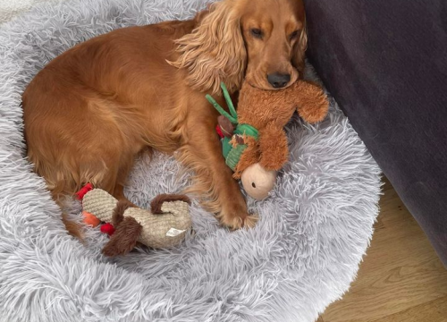 Fotografija 201 - Provjerite tko su naj ljubimci 2024. godine!