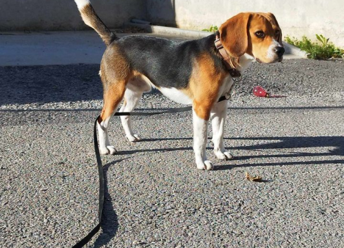 Fotografija 202 - Provjerite tko su naj ljubimci 2024. godine!