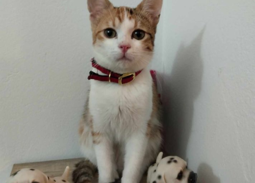 Fotografija 203 - Provjerite tko su naj ljubimci 2024. godine!