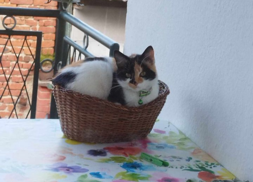 Fotografija 204 - Provjerite tko su naj ljubimci 2024. godine!