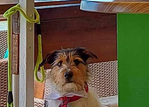 Fotografija 205 - Provjerite tko su naj ljubimci 2024. godine!