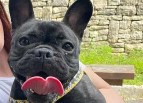 Fotografija 206 - Provjerite tko su naj ljubimci 2024. godine!