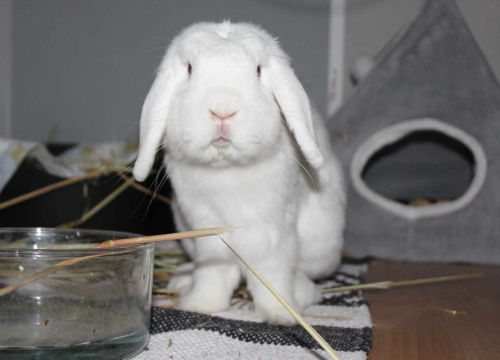 Fotografija 207 - Provjerite tko su naj ljubimci 2024. godine!