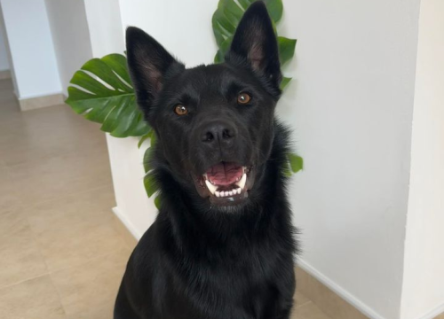 Fotografija 208 - Provjerite tko su naj ljubimci 2024. godine!