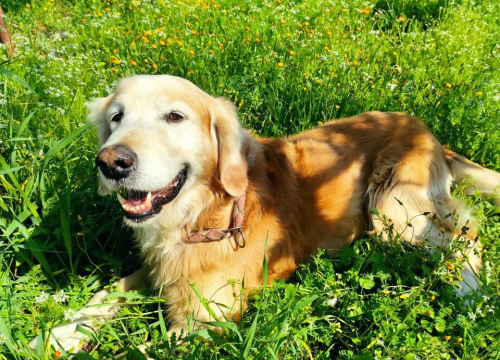 Fotografija 209 - Provjerite tko su naj ljubimci 2024. godine!