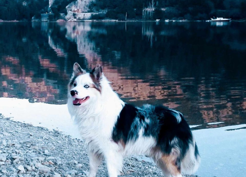 Fotografija 210 - Provjerite tko su naj ljubimci 2024. godine!