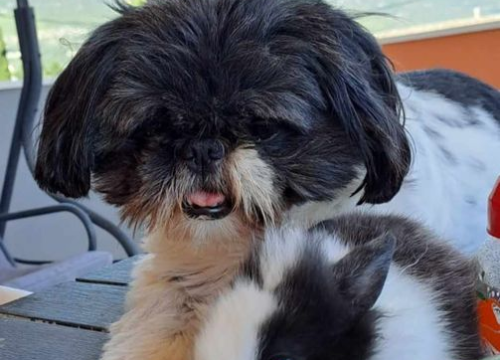 Fotografija 211 - Provjerite tko su naj ljubimci 2024. godine!