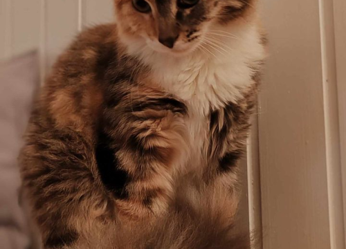 Fotografija 212 - Provjerite tko su naj ljubimci 2024. godine!