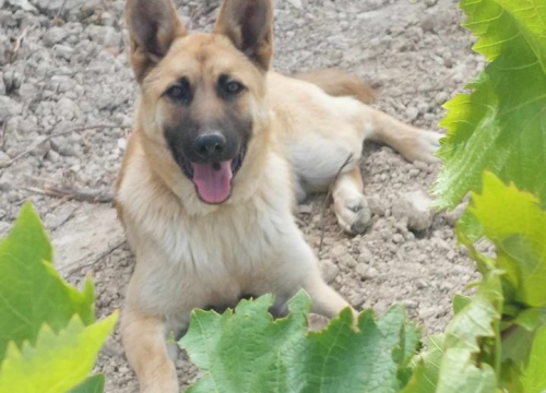 Fotografija 213 - Provjerite tko su naj ljubimci 2024. godine!